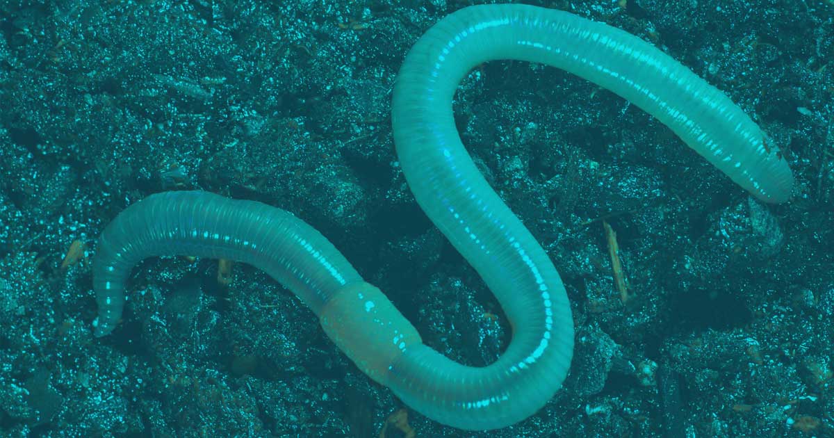 Que hay detrás del nombre de Lombriz Creativa